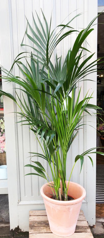 Kentia Palm