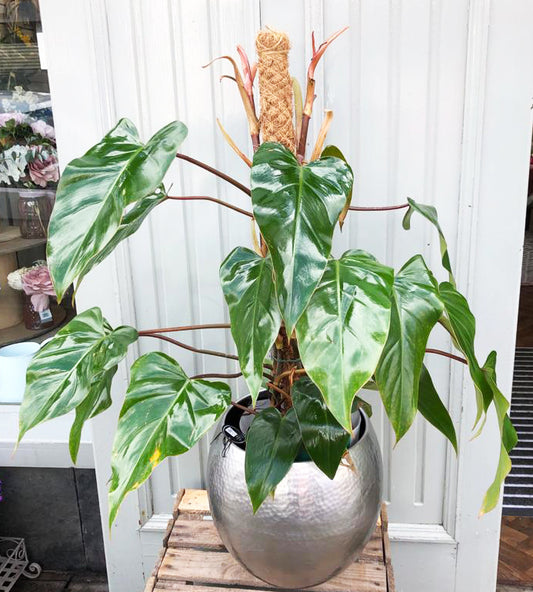 Philodendron