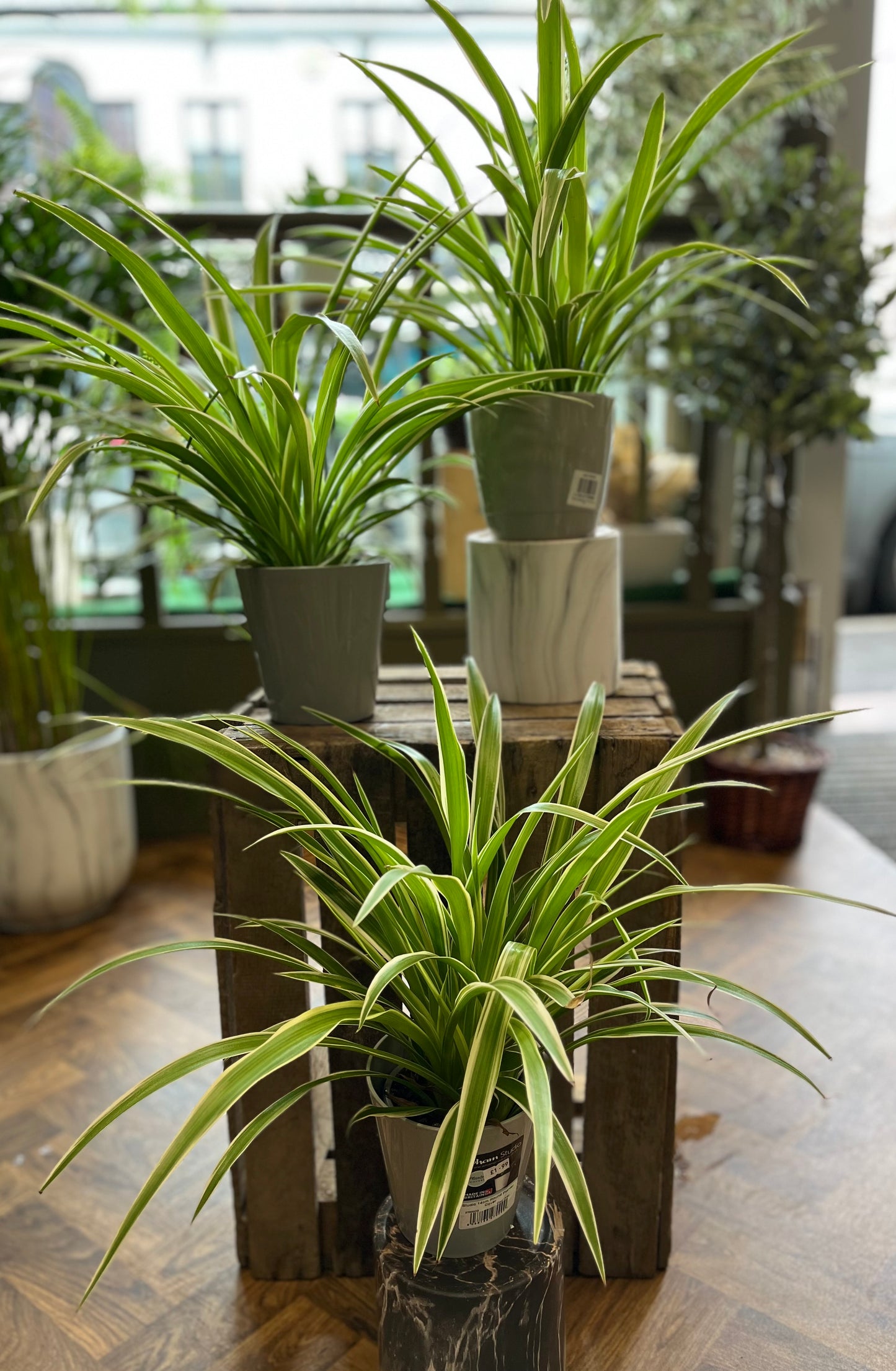 Spider Plant (Chlorophytum comosum)