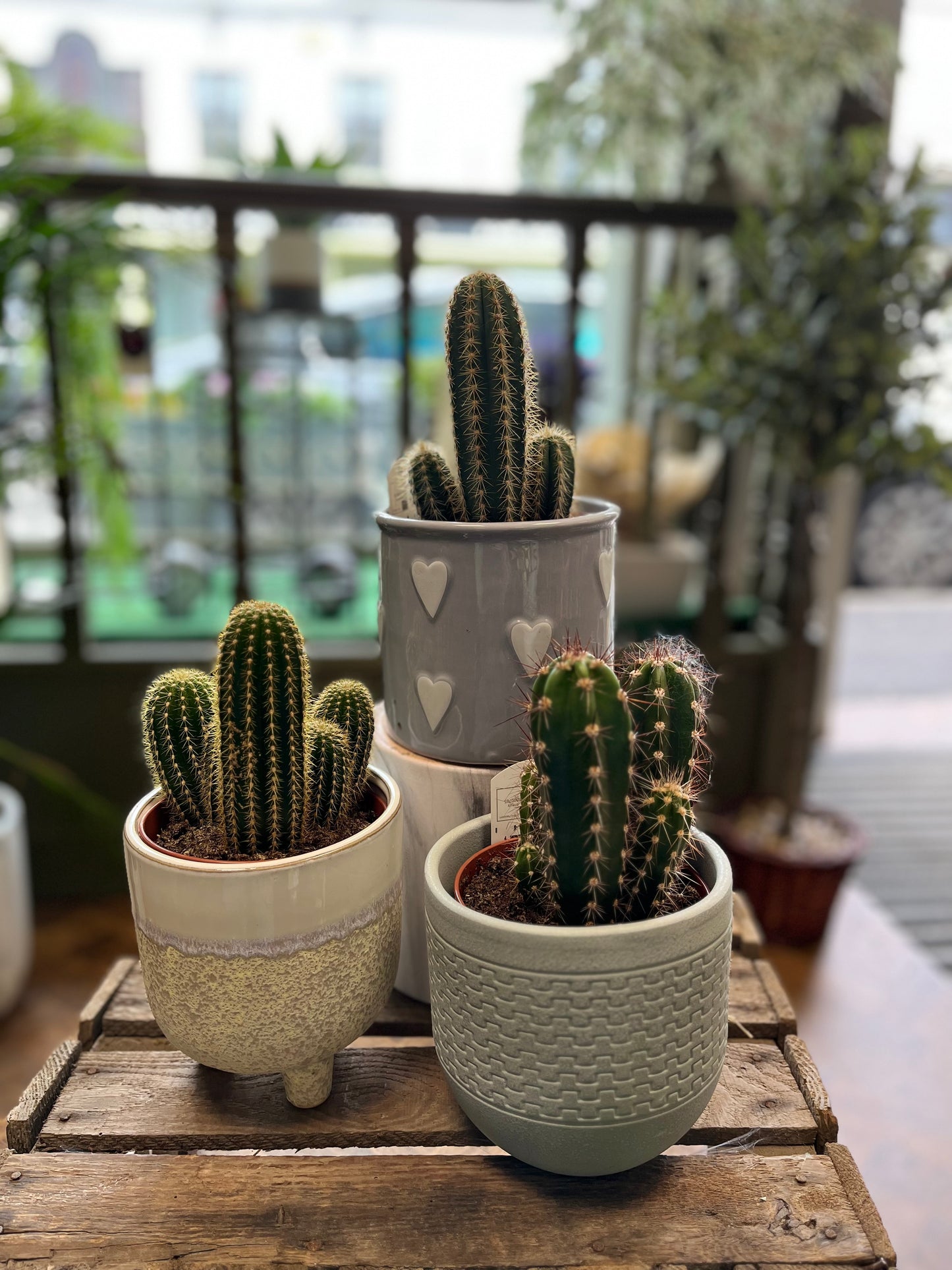 Mini Column Cactus Column Cactus – Beautiful Blossoms Maghera