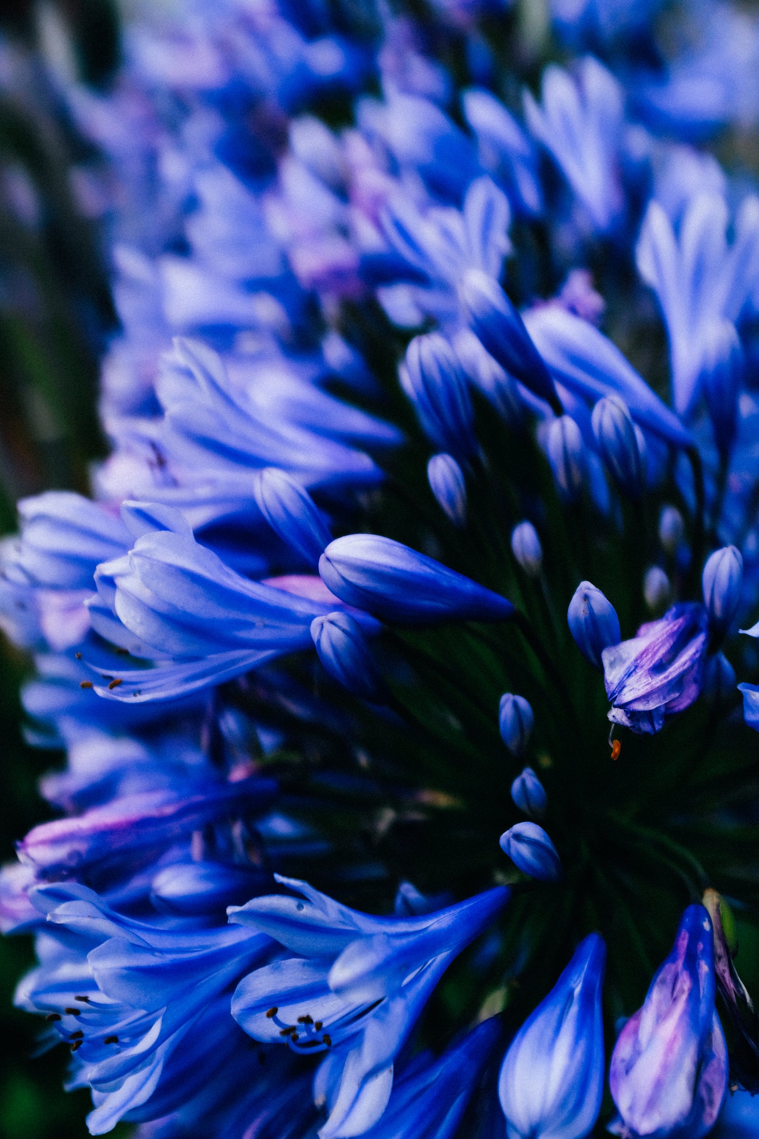 Order flowers for someone special or treat yourself.