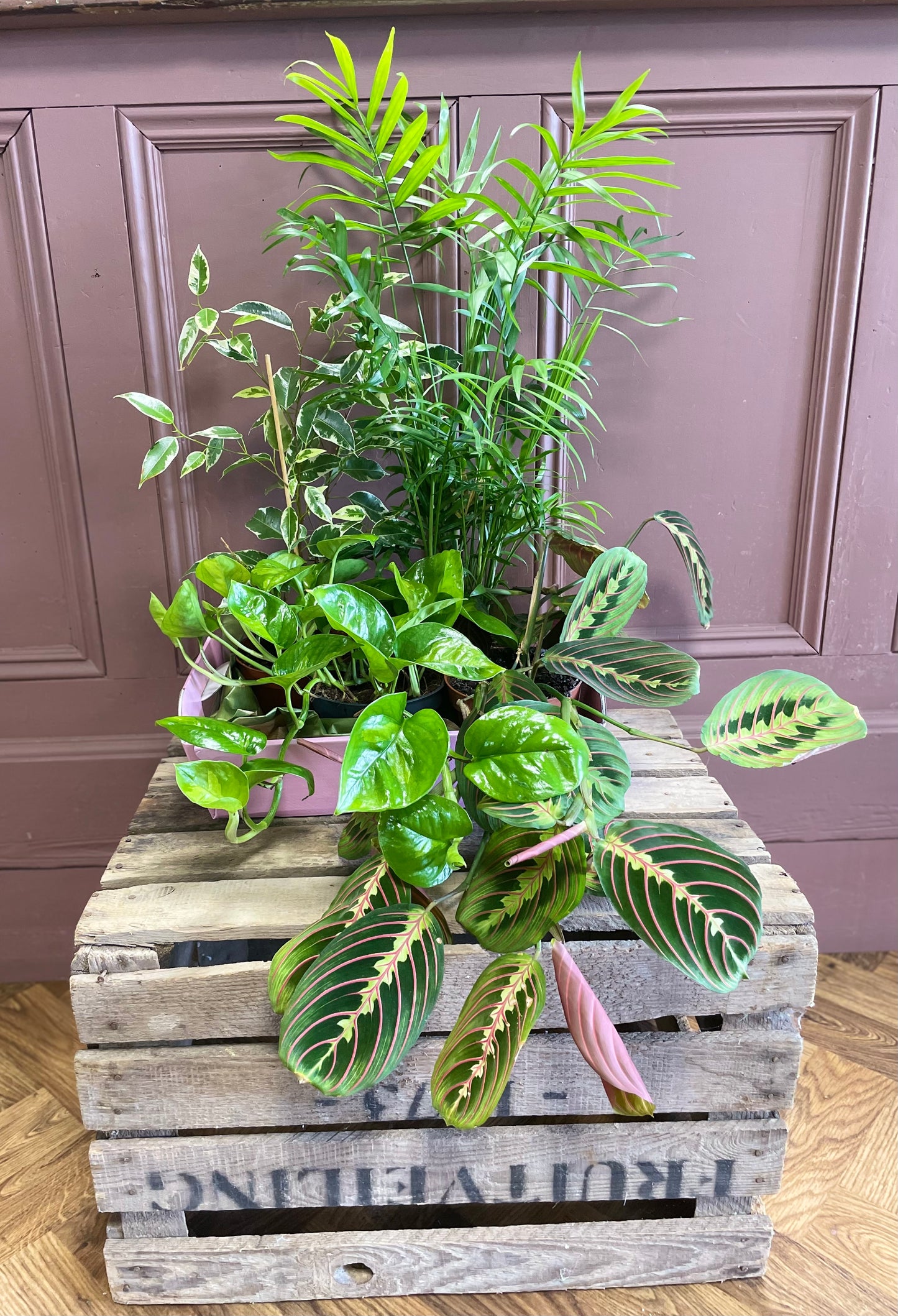 House Plant Bundle