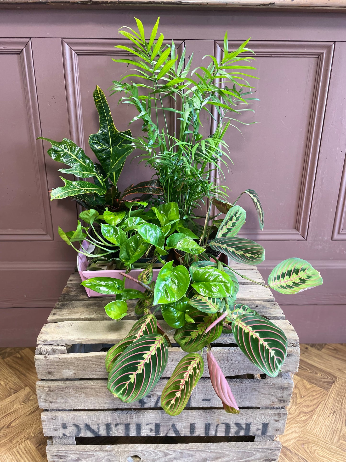 House Plant Bundle