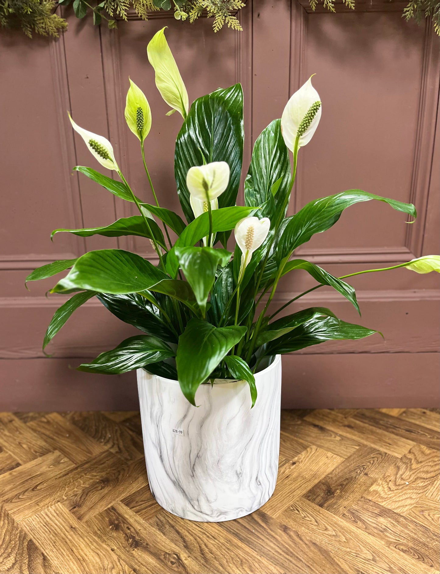 Peace Lily  (Spathiphyllum)