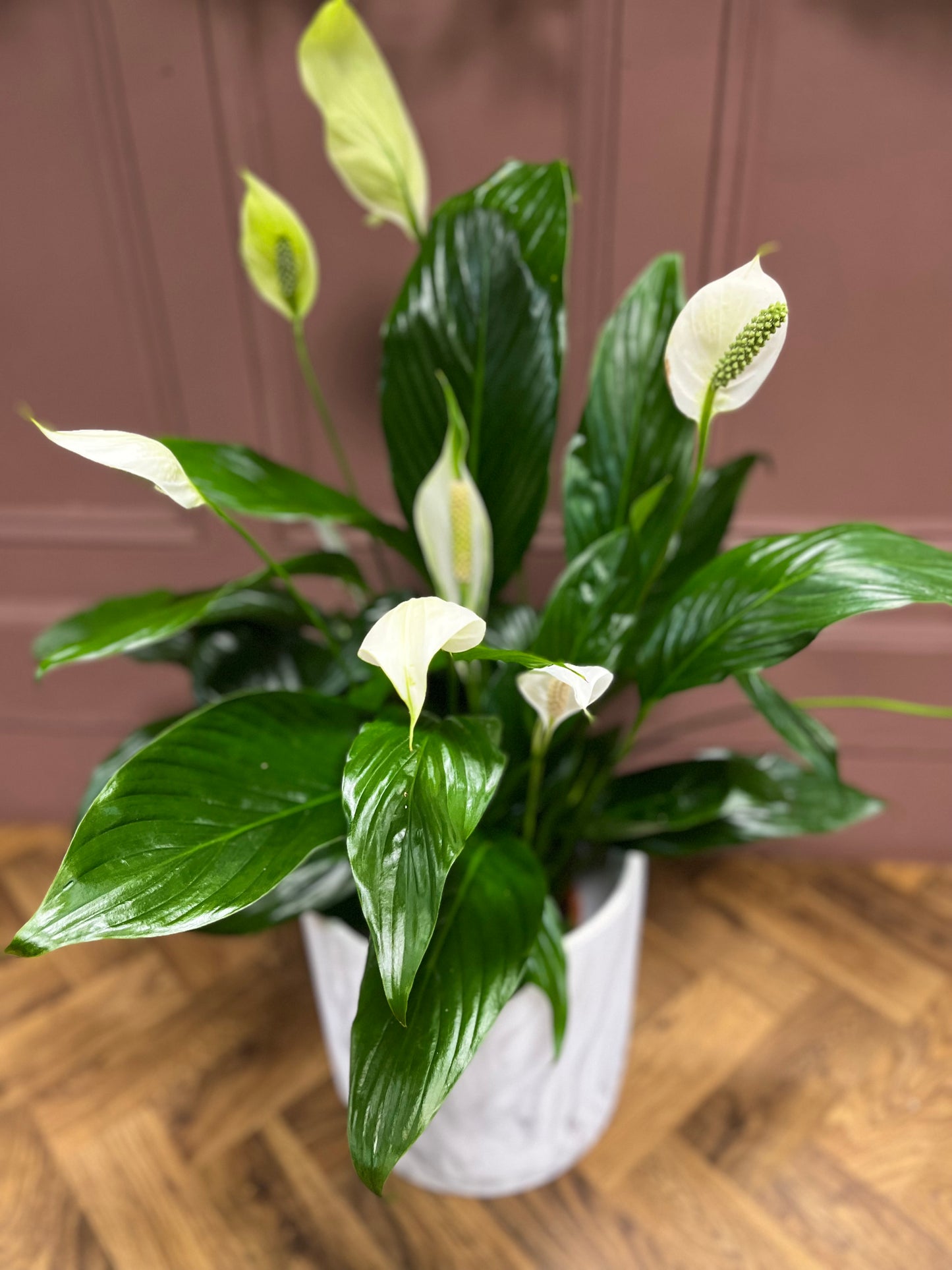 Peace Lily  (Spathiphyllum)