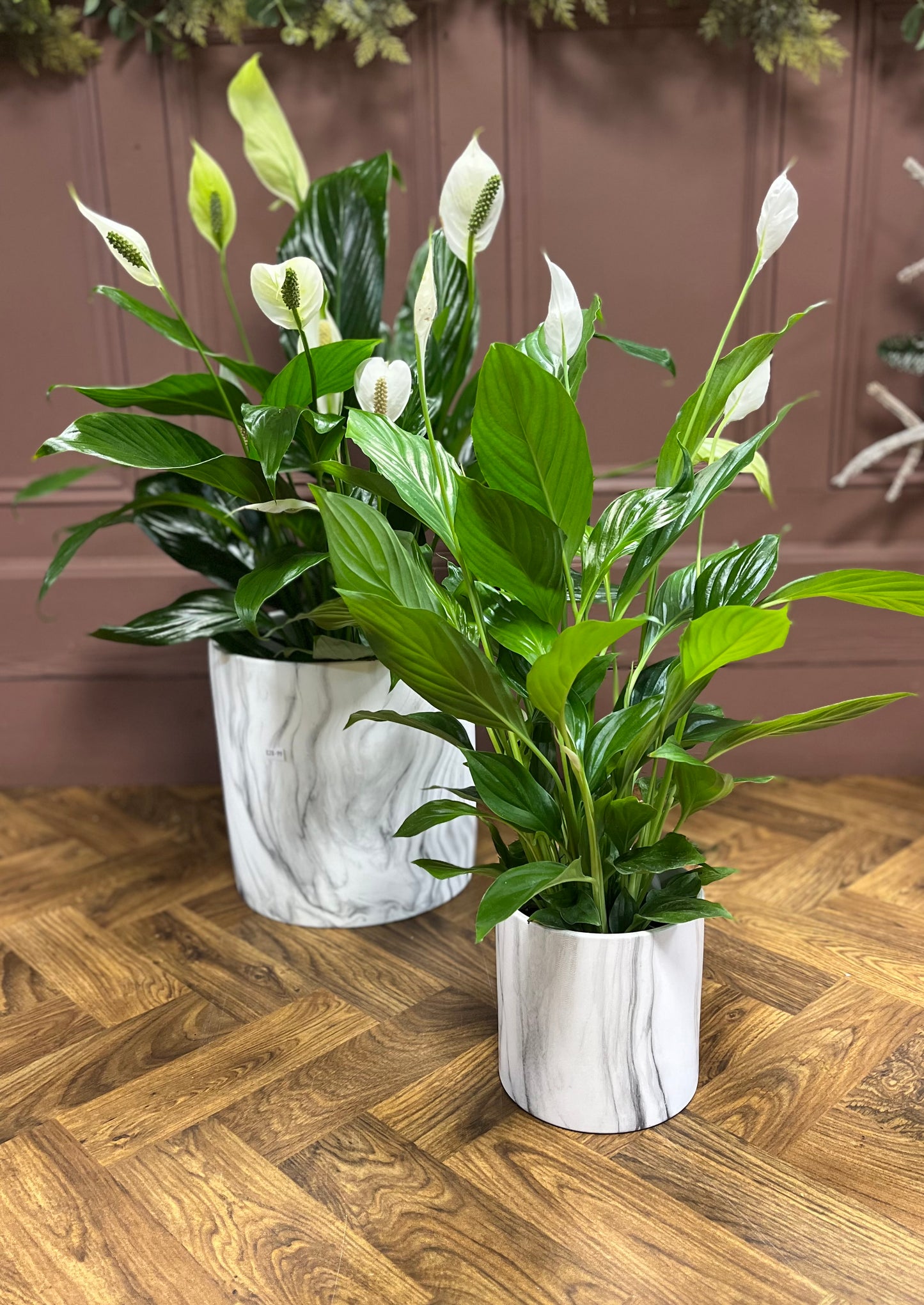 Peace Lily  (Spathiphyllum)