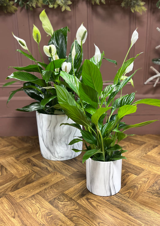 Peace Lily  (Spathiphyllum)