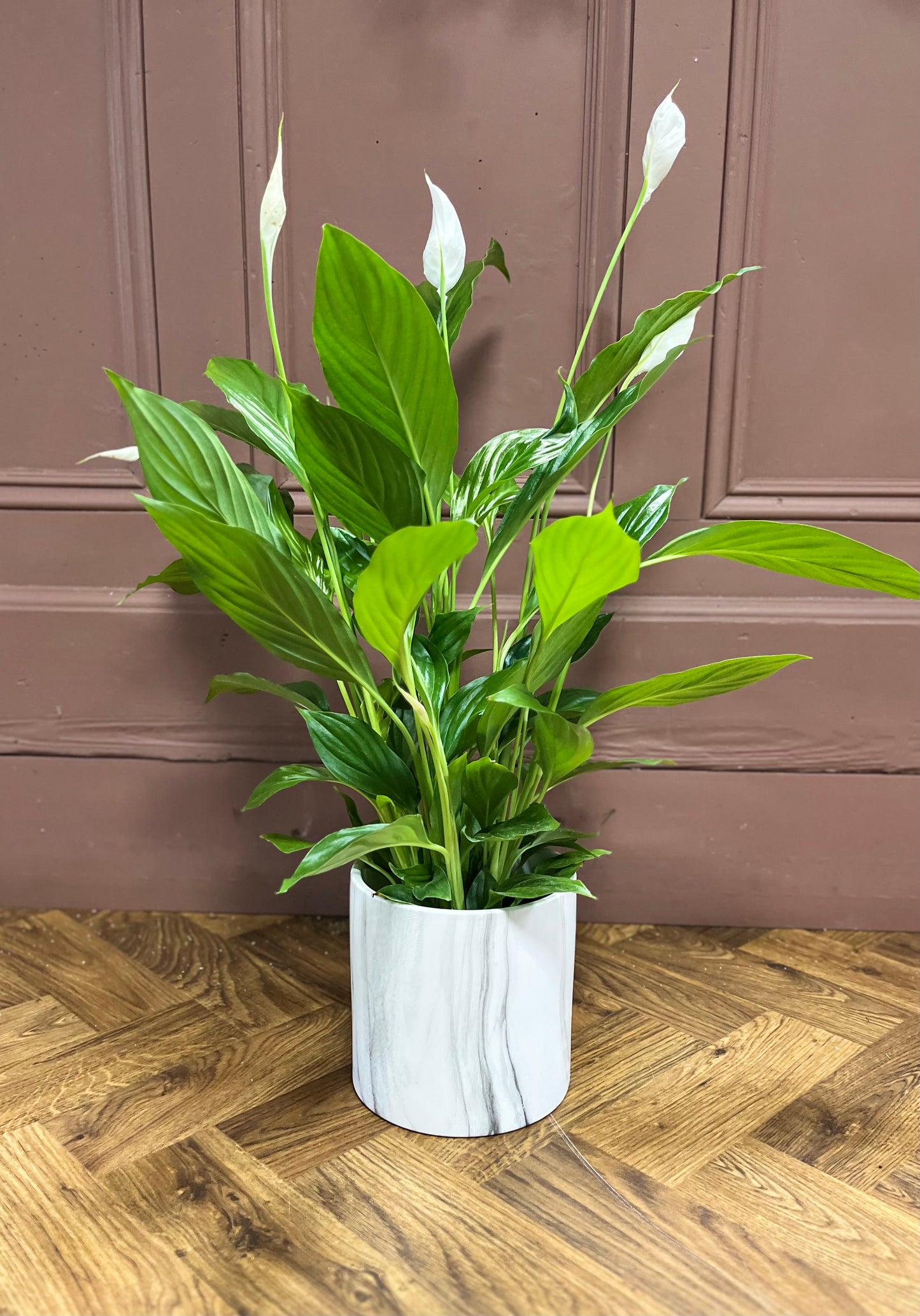 Peace Lily  (Spathiphyllum)