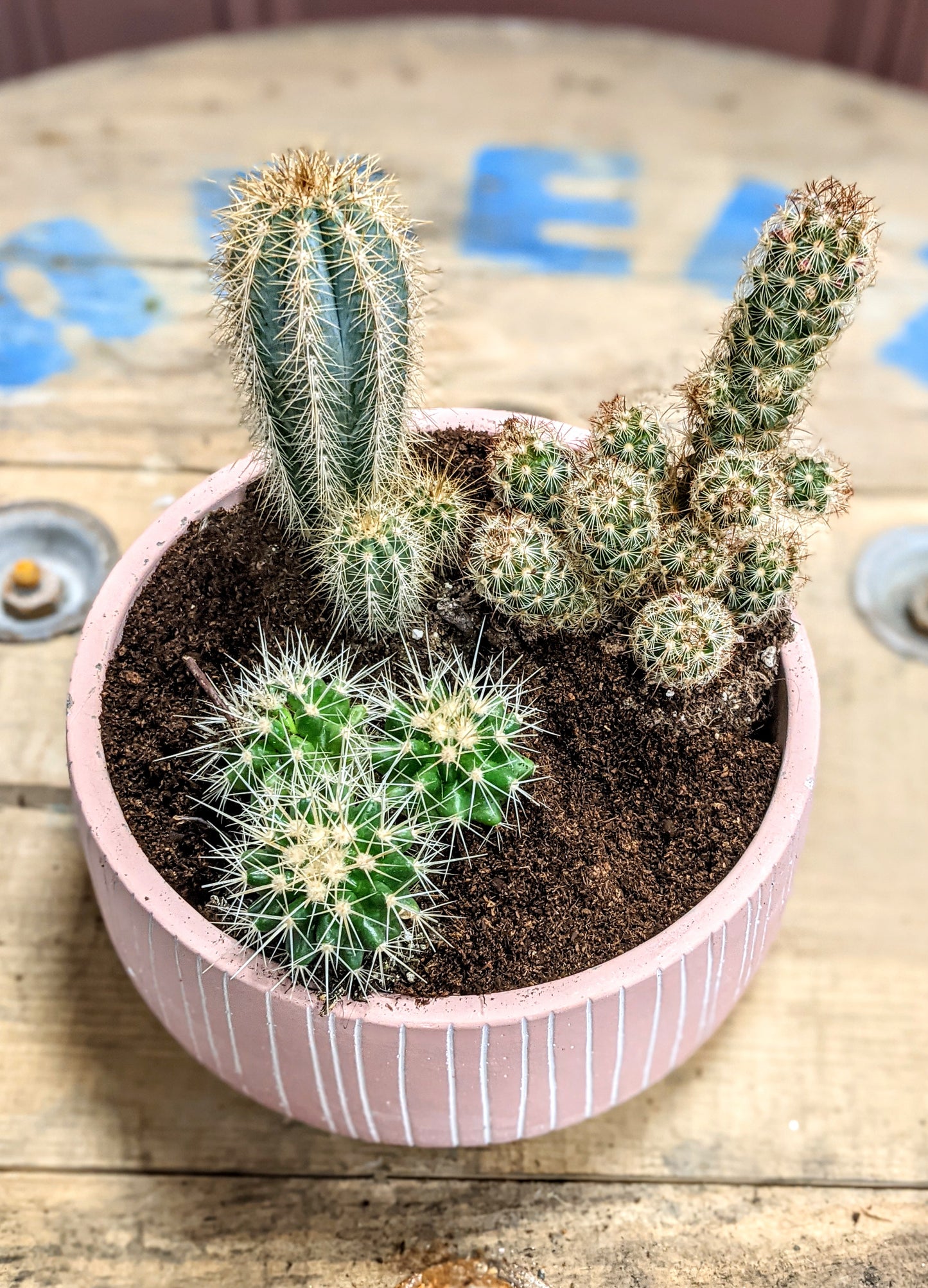 Mini Cactus Garden