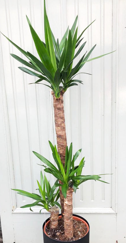 Yucca – Beautiful Blossoms Maghera